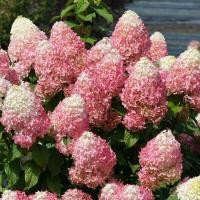 ราคา 20 เมล็ด เมล็ดไฮเดรนเยีย Hydrangea Seeds ดอกไม้ที่สื่อถึงความเข้าใจ ความซื่อสัตย์ สายพันธุ์ Quick Fire Fab (21086172808)
