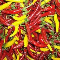 ราคา พริกกะเหรี่ยง เมล็ดสั้นยาวป้อม เผ็ดร้อนสะใจ งอกง่าย โตไว ผลดกมาก เผ็ดมากๆ 10 ซองเเถม 1 คละได้ (10434725242)