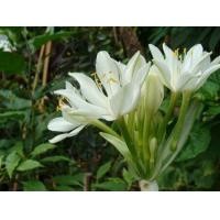 ราคา 3 หัว ว่านนางคุ้ม Proiphys amboinensis ว่านผู้เฒ่าเฝ้าบ้าน หรือ ว่านนกคุ้ม จะช่วยคุ้มภัยพิบัติต่างๆ (8683763374)