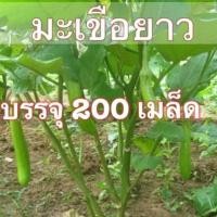 ราคา เมล็ดพันธุ์ มะเขือยาวเขียว มะเขือยาว มะเขือเขียว 200 เมล็ด 10 แถม 1 คละได้ (7836294346)