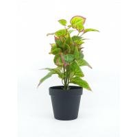 ราคา Global House Tree O ต้นฤาษีผสมประดิษฐ์ AL16139 สูง 36CM AL16139 รับประกันของเเท้ (10228977904)