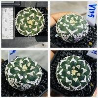 ราคา แอสโตรวี ไทป์ แอสโตร v ชุดที่2 แอสโตรไฟตั้มวีไทป์ Astrophytum V type กระบองเพชร แคคตัส (20981640630)