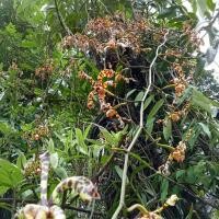 ราคา กล้วยไม้ช้างแดงกิ่งตัดติดรากยาว50cm (14282419876)