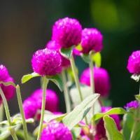 ราคา เมล็ดพันธุ์ดอกบานไม่รู้โรย สีม่วง 50 เมล็ด (11433638688)