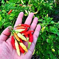 ราคา พริกกะเหรี่ยง เมล็ดสั้นยาวป้อม เผ็ดร้อนสะใจ งอกง่าย โตไว ผลดกมาก เผ็ดมากๆ 10 ซองเเถม 1 คละได้ (10434725241)