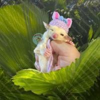 ราคา V หมวกจิ๋ว หมวกไหมพรม หมวก สัตว์เล็ก ชูการ์ กระรอก แฮมสเตอร์ ดอร์เมาส์ แฟตเทล เจอบิล ชูก้า เสื้อ ชุด เสื้อผ้า (16037257930)