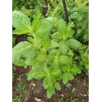 ราคา เมล็ดพันธุ์ อิตาเลี่ยนเบซิลใบใหญ่ ITALIAN Large Leaf Basil ซองละ 29 บาท เมล็ดจากบ้านสวนปลูกต่อได้ (9508557239)