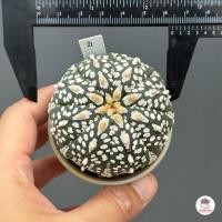 ราคา แอสโตรไฟตัม คาบูโตะ Astrophytum Kabuto แคคตัส กระบองเพชร cactus succulent (19364933569)