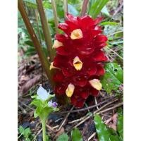 ราคา 2 เหง้า ว่านพญาไก่ขัน ว่านไก่ ว่านเกี๊ยะ ว่านในตำนาน (8683849056)