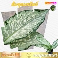 ราคา ต้นอุดมทรัพย์ กระถาง 3 นิ้ว ไม้มงคล ต้นไม้จิ๋ว ส่งพร้อมกระถาง (21062118269)