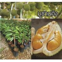 ราคา ต้นทุเรียน ต้นทุเรียนมูซังคิงส์ มูซังคิง ทุเรียนเบตง สายพันธุ์แชมป์จากประเทศมาเลเซีย ปลูกง่าย พร้อมปลูก จัดส่งพร้อมถุง 6 นิ้ว ลำต้นสูง 80 ซม (21008830930)
