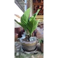 ราคา เศรษฐีเงินหนา ต้นหน้าวัวใบ ขายเป็นต้น บรรจุลงดินใส่กล่องส่ง ส่งใจเลือกต้นไหนทักมาได้ (11997753645)