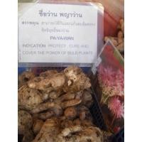 ราคา 2 เหง้า ว่านพญาว่าน พญาว่าน เป็นสุดยอดของบรรดาว่านทุกชนิด (9126961222)