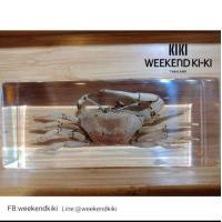 ราคา ที่ทับกระดาษแมลงสต๊าฟ ที่ทับกระดาษแมลง แมลงสต๊าฟเป็นที่ทับกระดาษ (8809161849)