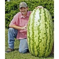 ราคา เมล็ดพันธุ์แตงโมยักษ์ บรรจุชุดละ10เมล็ด (14279113395)