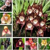 ราคา 30 เมล็ด ชุด เมล็ดกล้วยไม้ Dracula Simia Seeds ลิงกล้วยไม้ เมล็ด ต้นไม้หายาก บอนสีหายาก ต้นไม้มงคล ต้นไม้ประดับ เมล็ดพันธุ์ดอกไม้ ต้นดอกไม้สวยๆ ต้นบอนไซ ต้นไม้มงคลใหญ่ ต้นบอนสีแปลกๆ บอนสี (5069580112)