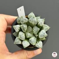 ราคา ฮาโวเทีย Haworthia Love Heart ไม้อวบน้ำ กุหลาบหิน cactus succulentหลากหลายสายพันธุ์ (4949334268)