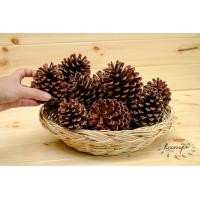 ราคา ลูกสน ธรรมชาติ ปลอดสาร คัดพิเศษ ตกแต่งต้นคริสต์มาส ลูกสนแห้ง ไซส์เล็ก กลาง ใหญ่ ลูกสนสวยๆ christmas คริสต์มาส พร๊อบถ่ายรูป ลูกสนฟัน (16583746320)