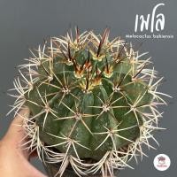 ราคา เมโล Melocactus bahiensis กระถาง4นิ้ว แคคตัส กระบองเพชร cactus succulent (16246751064)