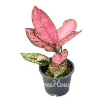 ราคา วาเลนไทน์ อโกลนีมา วาเลนไทน์ Aglaonema valentine กระถาง 6 นิ้ว (20686909918)