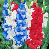 ราคา 10 หัว แกลดิโอลัส Gladiolus ดอกซ่อนกลิ่นฝรั่ง หรือ ดอกคำมั่นสัญญา สายพันธุ์ Fly Your Flag Gladiolus Mixture (21080799854)