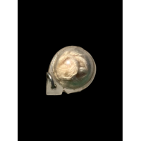 ราคา สายสิญจน์หลวงพ่อฤาษีลิงดำ วัดท่าซุง กันเด็กจมน้ำ 4938 (20942639771)