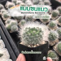 ราคา แมมขนแมว แคคตัสขนฟู ดอกน่ารัก ไม้เพาะเมล็ด ไซค์3เซนขึ้นไป Mammillaria Bocasana แมมขน ขนนกเหลือง จัดส่งทั้งกระถาง (12558981669)
