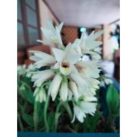 ราคา จูงนาง จูงนางสีขาว1หัว กล้วยไม้ดิน นำดอกหรือต้นแช่น้ำมันจันทร์ป้ายปากมือหน้า ช่วยสร้างเสน่ห์ ไม้มงคล หัวว่าน ว่านนาง (17112351087)