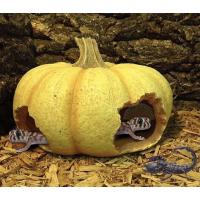 ราคา ถ้ำซ่อนตัว ฟักทอง สำหรับตกแต่งตู้สัตว์เลื้อยคลาน ตุ๊กแก งู แมงมุม เก็กโค่ ตู้ปลา 18ซม (19668526915)