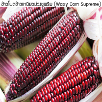 ราคา เมล็ดพันธุ์ ข้าวโพดข้าวเหนียวม่วงซูพรีม Waxy Corn Supreme ปลูกง่าย ปลูกได้ทั่วไทย (1284890443)