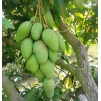 ราคา ต้นมะม่วงปลาตะเพียน สูง80 100ซม มะม่วงปลาตะเพียน บางคนก็เรียกว่า มะม่วงปลาตะเพียนทอง เป็นมะม่วงสายพันธุ์โบราณ เป็นมะม่วงท้องถิ่นของภาคกลาง (17675375120)