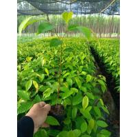 ราคา ต้นตะเคียนทอง 1ชุดมี20ต้น (14771096025)