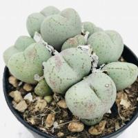 ราคา 30 เมล็ด Conophytum Lips Plant โคโนไฟตัม กระบองเพชร ไม้อวบน้ำ กุหลาบหิน แคคตัส สายพันธุ์ ficiforme (20557995529)