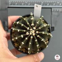 ราคา ยิมโน LB 2178 Gymnocalycium แคคตัส กระบองเพชร cactus succulent (7443992480)