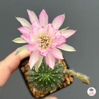 ราคา โลบิเวีย Lobivia แคคตัส กระบองเพชร cactus succulent (20658043861)