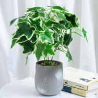 ราคา ต้นมอนสเตร่าปลอม ต้นไม้ปลอม ต้นไม้ตกแต่ง ต้นไม้ประดับ (10095564828)