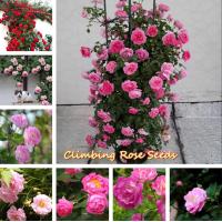 ราคา จัดส่งในพื้นที่ พร้อมสต็อก ปีนเมล็ดกุหลาบ Climbing Rose Seeds 100pcs เมล็ดพันธุ์ บอนสี เมล็ดดอกไม้ เมล็ดบอนสี บอนสีหายาก ดอกไม้ ต้นไม้มงคล บอนสีชายชล เมล็ดพันธุ์ดอกไม้ เม็ดบอนสี ดอกไม้จริง ต้นดอกไม้สว