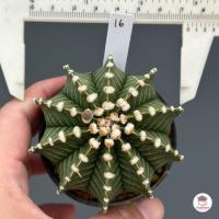 ราคา ยิมโน LB Hybrid Gymnocalycium แคคตัส กระบองเพชร cactus succulent (7157236043)