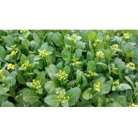 ราคา เมล็ดพันธุ์ กวางตุ้ง 10 กรัม ตรา ม้ารุ้ง กวางตุ้งดอก ผักกาดกวางตุ้ง ผักกระจ้อนเขียวเข้ม กวางตุ้ง เมล็ดผัก ผักสวนครัว (20916590423)