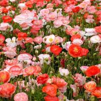 ราคา เมล็ดพันธุ์ Bonsai Seeds ดอกป๊อปปี้ Papaver rhoeas Shirley poppy 1000 เมล็ด เมล็ดพันธุ์ Bonsai Seedsนำเข้าจาก อังกฤษ (9107944541)