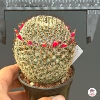 ราคา แมมฮุย Mammillaria huitzilopochtli แคคตัส กระบองเพชร cactus succulent (4755582393)