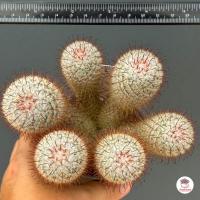 ราคา บอมไบเซียน่า ฟอร์มกอ Mammillaria Bombycina แคคตัส กระบองเพชร cactus succulent (20905987582)