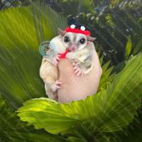 ราคา V หมวกจิ๋ว หมวกไหมพรม หมวก สัตว์เล็ก ชูการ์ กระรอก แฮมสเตอร์ ดอร์เมาส์ แฟตเทล เจอบิล ชูก้า เสื้อ ชุด เสื้อผ้า (14907033511)