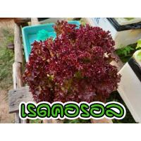 ราคา เมล็ดผักอินทรีย์ เมล็ดพันธุ์ผักสลัด เมล็ดผักสลัด 100 200 เมล็ด 10 บาท 10 แถม 1 คละได้ (17441997710)