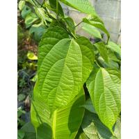 ราคา ใบถั่วดาวอินคา เก็บสดส่ง ทำชาได้ เก็บจากสวนหลังบ้านปลอดสารพิษ 100ใบ 100บาท ใบถั่วดาวอินคา สรรพคุณไม่ธรรมดา สมุนไพรไทย (18569616270)