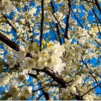 ราคา เมล็ดพญาเสือโคร่งสีขาว25เมล็ด (19200773483)