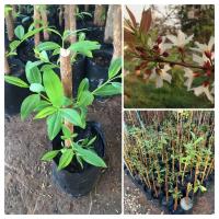 ราคา ผักติ้ว ตอติ้ว ติ้วขาว ปักชำแท้ 100 ปลูก1ปีเก็บยอดได้ (12301356502)