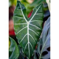 ราคา ว่านพญางูจงอาง Alocasia longiloba ป้องกันงูเข้าบ้าน ขายเป็นหัว (7913124421)
