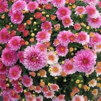 ราคา เมล็ดพันธุ์ดอกไม้ หลากหลายชนิด ดอกเบญจมาศ รักเร่ พิทุเนีย บัวหลวง ดาวเรือง เดซี่ ดอกกระดาษ 50 100 เมล็ด (7088640568)