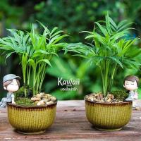 ราคา ปาล์มไผ่แคระ นำเข้า USA ไม้ฟอกอากาศ ต้นปาล์มไผ่ Bamboo Palm ปาล์มไผ่ จัดส่งใน กระถางชำ สีดำ 3 นิ้ว ลำต้นสูง 20 25 ซม ไม้ประดับดูดสารพิษ ต้นไม้แข็งแรงทุกต้น จัดส่งสินค้าตามรูป (8735608162)